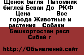 Щенок бигля. Питомник биглей Беван-До (РКФ) › Цена ­ 20 000 - Все города Животные и растения » Собаки   . Башкортостан респ.,Сибай г.